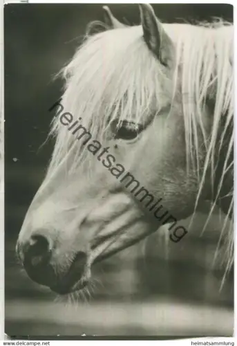 Haflingerhengst - Tierpark Gotha - Verlag Horn Gotha