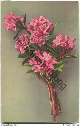 Alpenrosen - gel. 1927