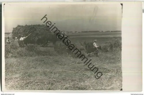Ingolstadt - Oberhaunstadt - Ernte - Hundegespann - Foto-Ansichtskarte 1927