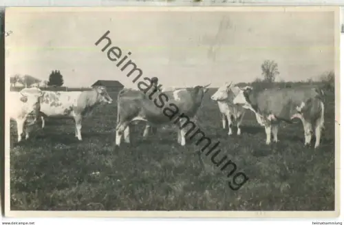 Ingolstadt - Oberhaunstadt - Kühe - Koppel III - Foto-Ansichtskarte 1927 - gel. 1927