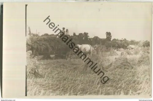 Ingolstadt - Oberhaunstadt - Ernte - Kuhgespann - Foto-Ansichtskarte 1927