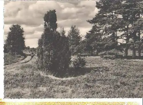 aus der rotenburger heide, 1968 (Nr. 6604)