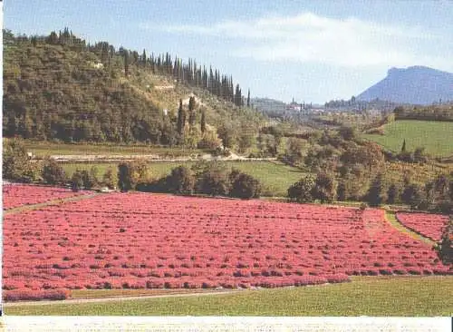 costermano, deutscher soldatenfriedhof, 1972 (Nr. 6727)