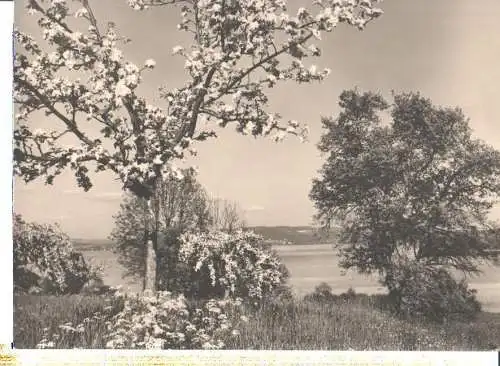 bodensee, frühlingstag, pfingsten 1958 (Nr. 7039)