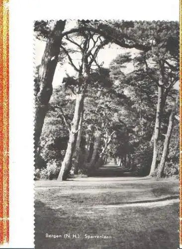 bergen, sparrenlaan, 1961 (Nr. 7045)