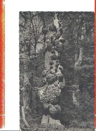neuenburger urwald, 1962 (Nr. 7856)