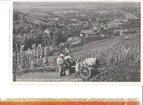 blick v.d. rebbergen a. tiergarten, oberkirch (Nr. 7969)