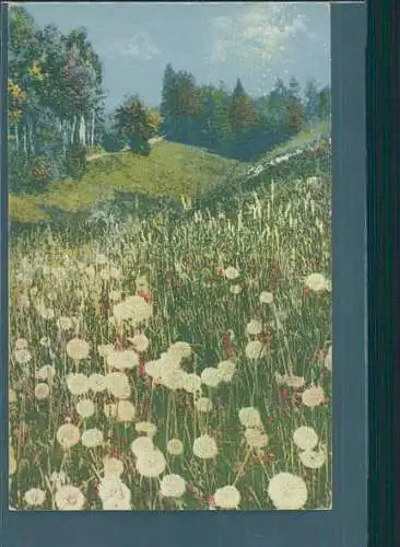 pusteblumen-wiese, 1916 (Nr. 8350)