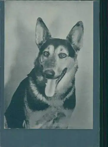 altes foto schäferhund, berger allemand (Nr. 8599)