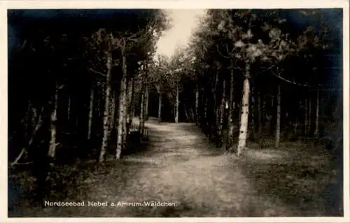 nebel auf amrum, wäldchen (Nr. 9473)