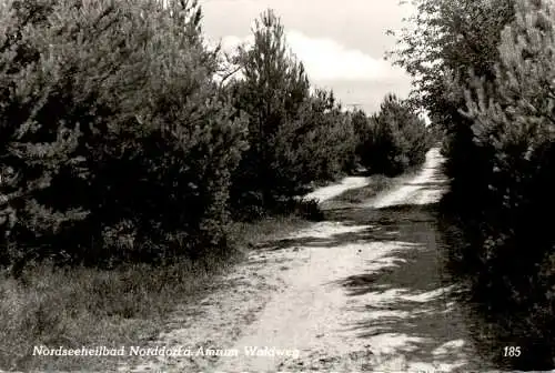 norddorf auf amrum, waldweg (Nr. 9487)