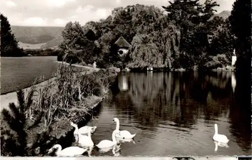 bad pyrmont, kurpark malerwinkel, schwäne (Nr. 9727)