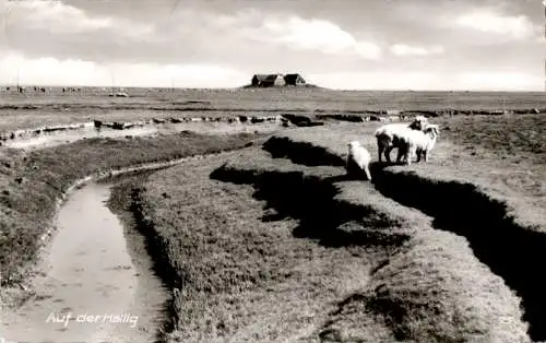 auf der hallig (Nr. 9814)