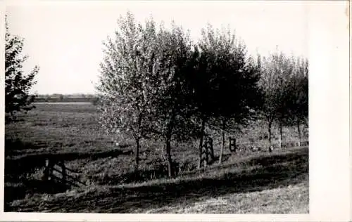 cranz, elbe, wiese mit bäumen (Nr. 10323)