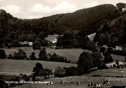 umgebung von bredelar im sauerland (Nr. 10409)