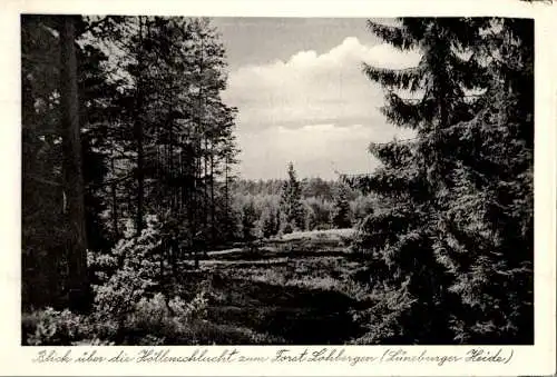 blick über die höllenschlucht zum forst lohbergen (lbg. heide), 1955 (Nr. 10868)