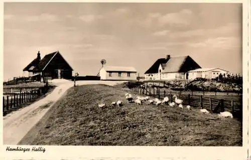 hamburger hallig, foto braumüller, bredstedt (Nr. 10950)