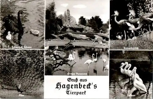 carl hagenbeck's tierpark, 1956 (Nr. 11001)