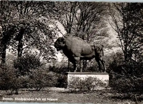 bremen, rhododendron park mit wiesent (Nr. 11086)