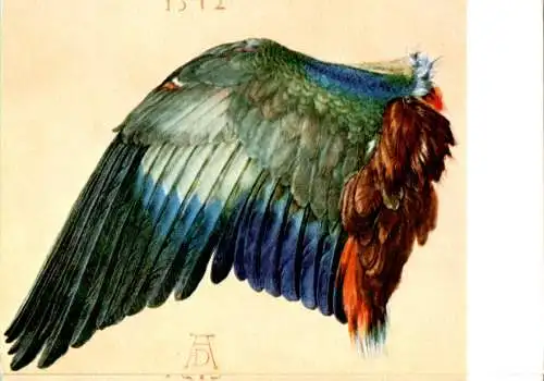 albrecht dürer, flügel der blauracke (Nr. 11363)