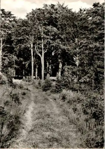 waldweg im sauerland (Nr. 12163)