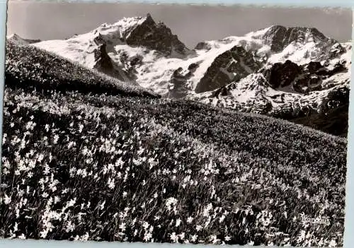 la meije, vue du chazelet (Nr. 12403)