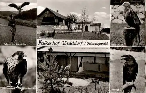 falkendorf walddorf bei nagold/schwarzwald (Nr. 12960)