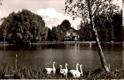 waldsee bei bad wörishofen, allgäu (Nr. 13027)