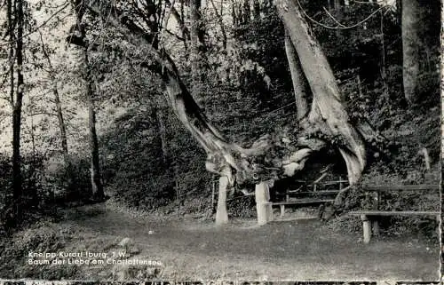 Iburg, baum der liebe am charlottensee (Nr. 13168)