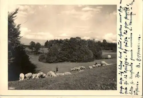 frohe ostern 1941, schafherde (Nr. 13830)