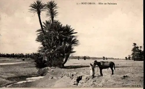 bou-denib, effet de palmiers (Nr. 15594)