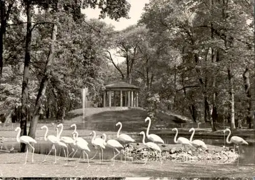 tierpark berlin, flamingos vor dem lenné-tempel (Nr. 15985)