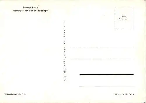 tierpark berlin, flamingos vor dem lenné-tempel (Nr. 15985)