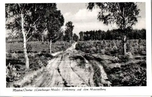 müden/oertze (lüneburger heide), birkenweg auf dem hausselberg, 1960 (Nr. 16119)