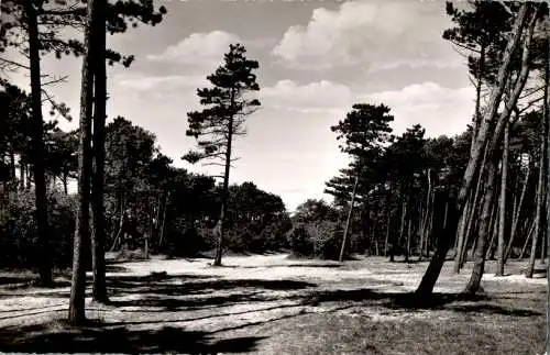 st. peter-ording, waldpartie (Nr. 16333)