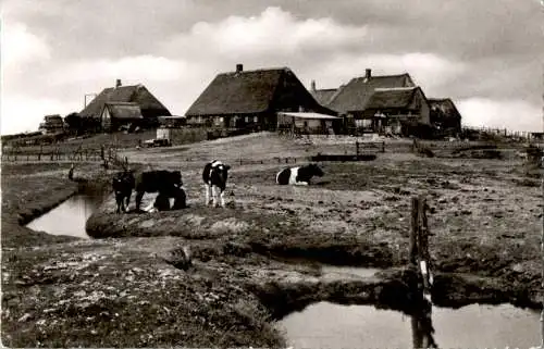 hallig gröde bauernwarft (Nr. 16435)