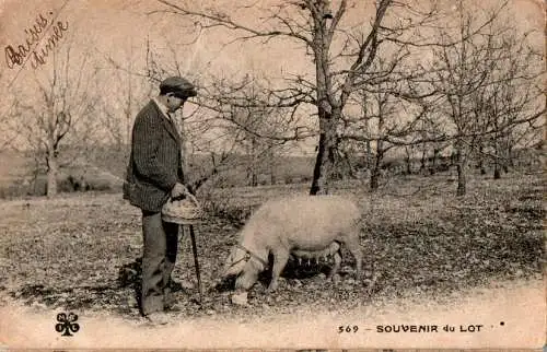 cochon truffier, trüffelschwein, souvenir du lot (Nr. 16981)