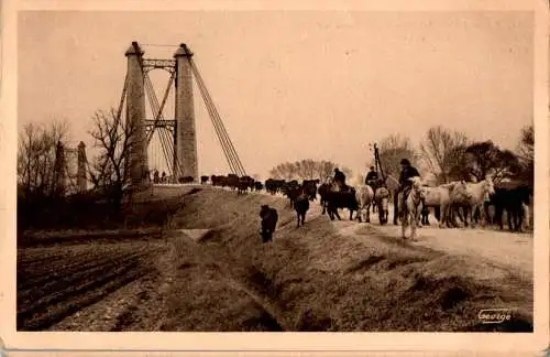 en camargue, transhumance des taureaux (Nr. 17124)