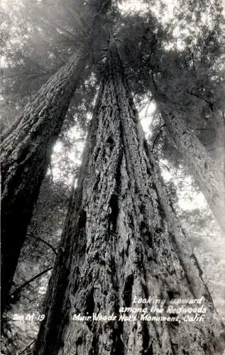 redwoods, muir woods california (Nr. 18288)