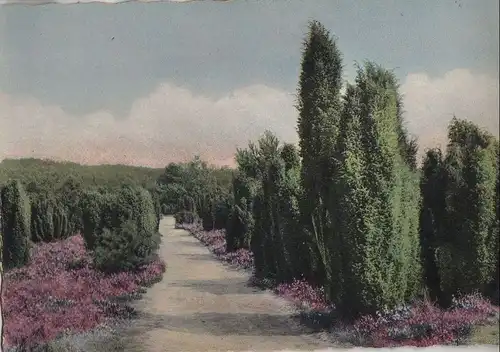 Lüneburger Heide - Wacholderweg - ca. 1975