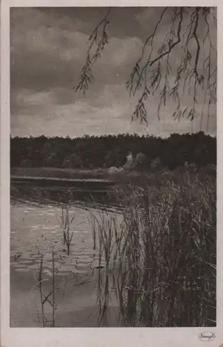 Schilf am Seeufer - ca. 1950