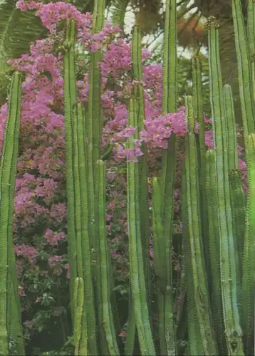 Spanien - Kanarische Inseln - Spanien - Tropische Flora