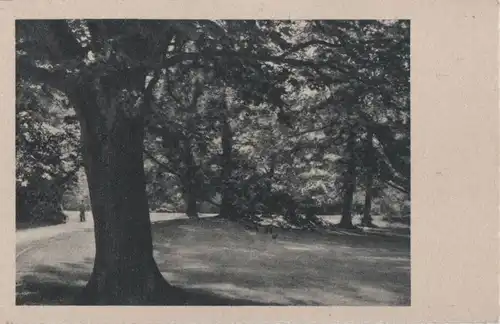 Ein Park mit Bäumen - ca. 1955