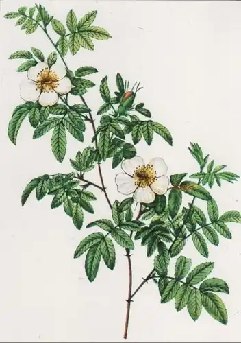 Rosa Clynophylla blühend