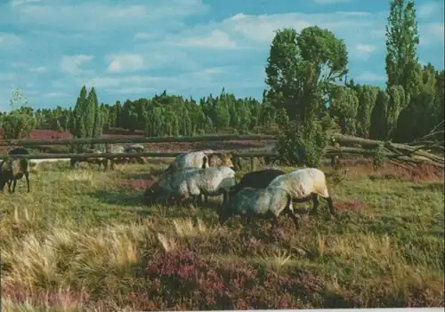 Lüneburger Heide - ca. 1980