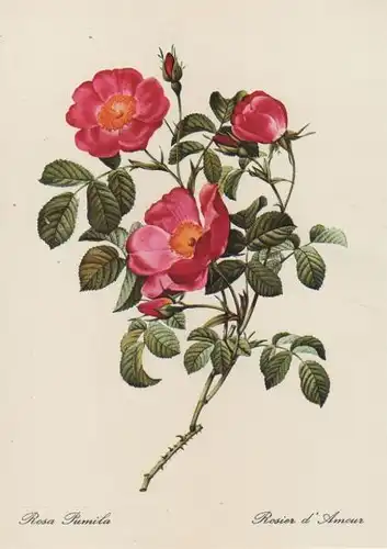 Rosa Pumila blühend