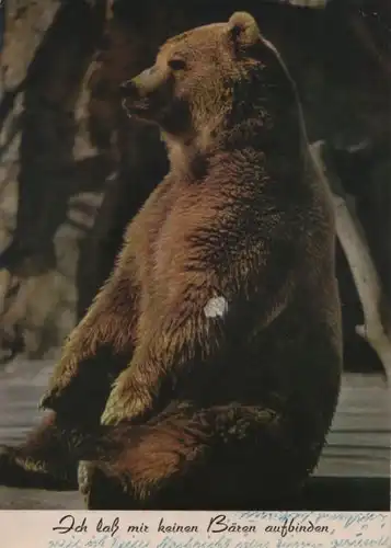 Bären aufbinden sitzender Bär