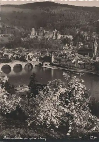 Heidelberg - Baumblüte - ca. 1955