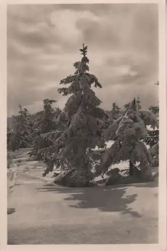verschneiter Nadelbaum - ca. 1955