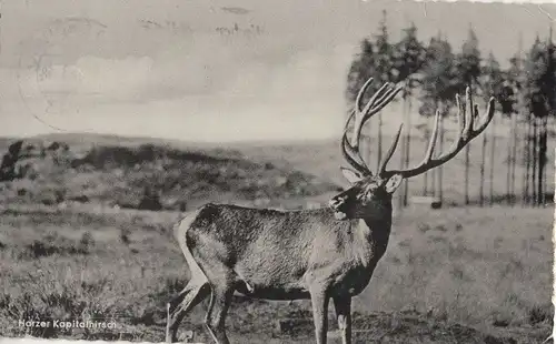 Harz - Kapitalhirsch